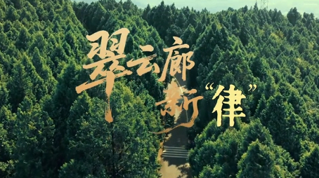 保护古树名木——梓潼法院微电影：翠云廊新“律”