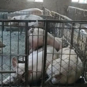 生猪能被保全吗？吉林双阳法院以行动给出答复