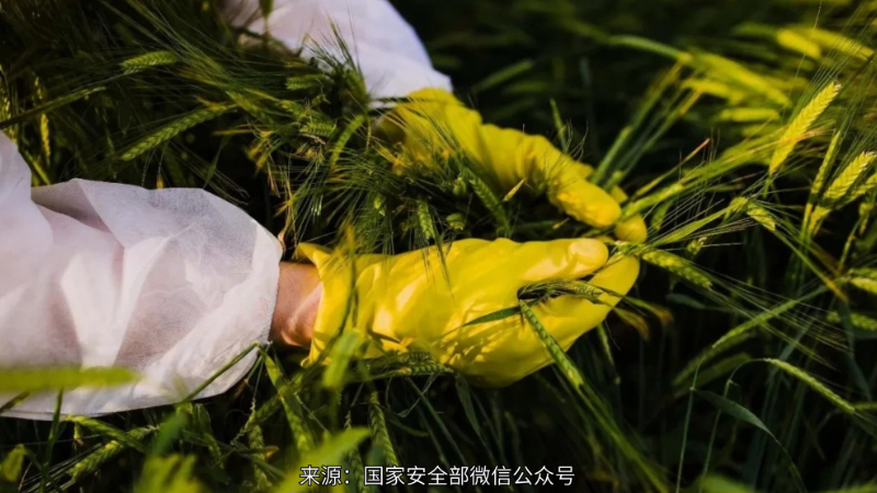 斩断田间窃密黑手！境外间谍违法获取我国农作物基因数据 加大对我国粮食领域的渗透力度