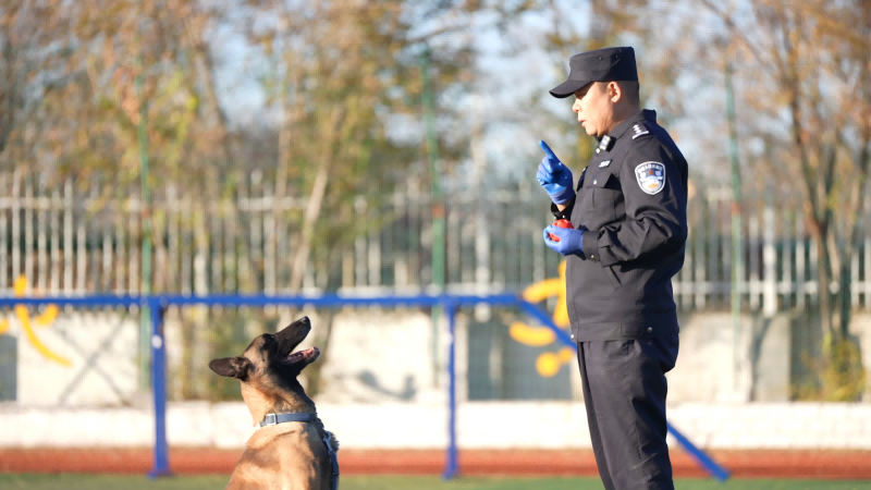 90后训导员与功勋犬“路虎”的双向奔赴