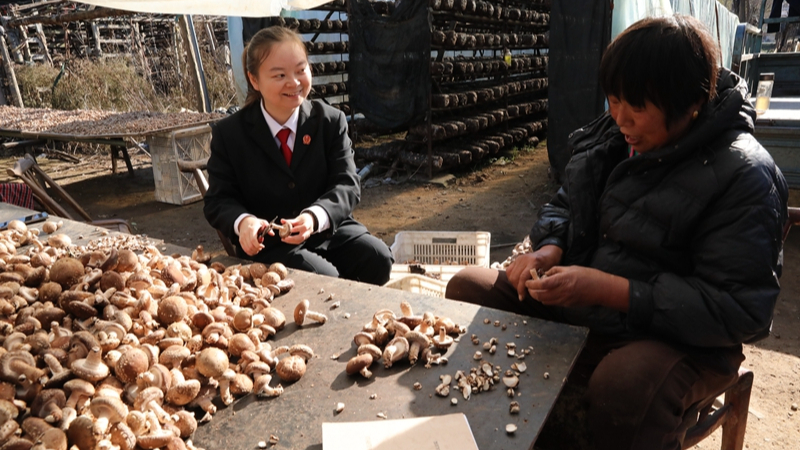 香菇丰收季 法治护农忙——河南省南阳市西峡县法院“菌香果甜”品牌为产业发展注入司法动能