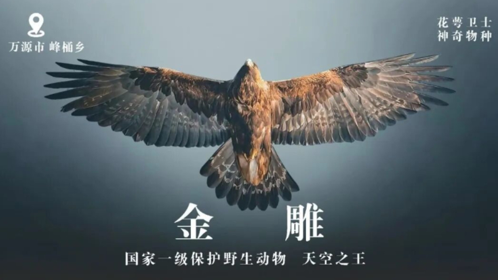 花萼卫士｜神奇物种第4期：天空之王金雕