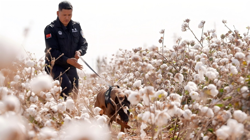 警犬“路飞”的逆袭之路——新疆阿克苏地区库车市公安局警犬基地训导员阿布力克木·阿布都力和他的警犬