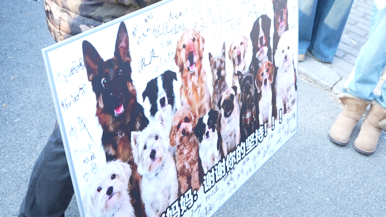 “构成投放危险物质罪，判处有期徒刑4年”，北京首例宠物犬中毒刑事公诉案宣判