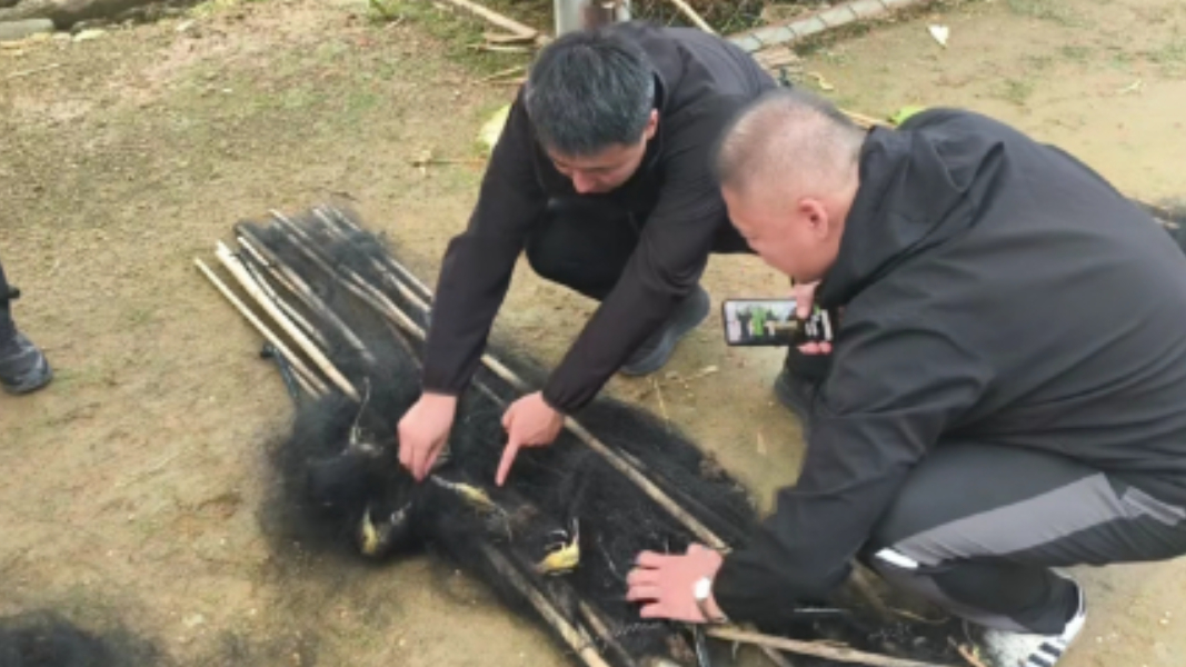 守护迁徙路，拯救黄胸鹀