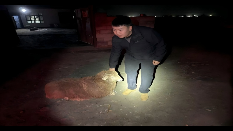 新疆塔城地区乌苏市人民法院以羊抵债方式成功执结一起买卖合同纠纷案