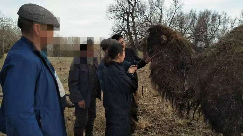 新疆阿勒泰地区福海县解特阿热勒镇：综治中心帮算“骆驼账”