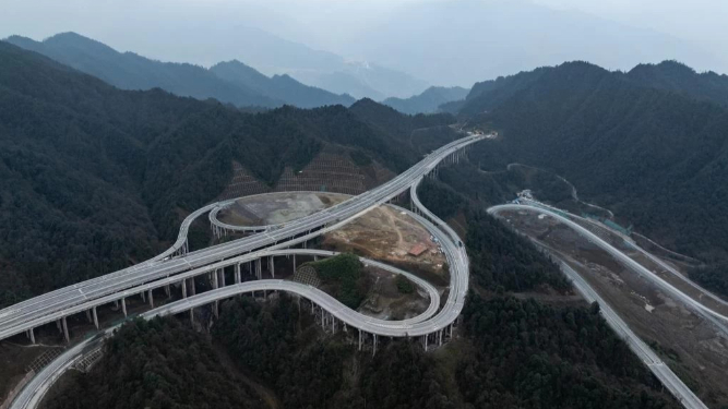 当高速路遇上植物“国宝”：安全“搬家”开枝散叶！