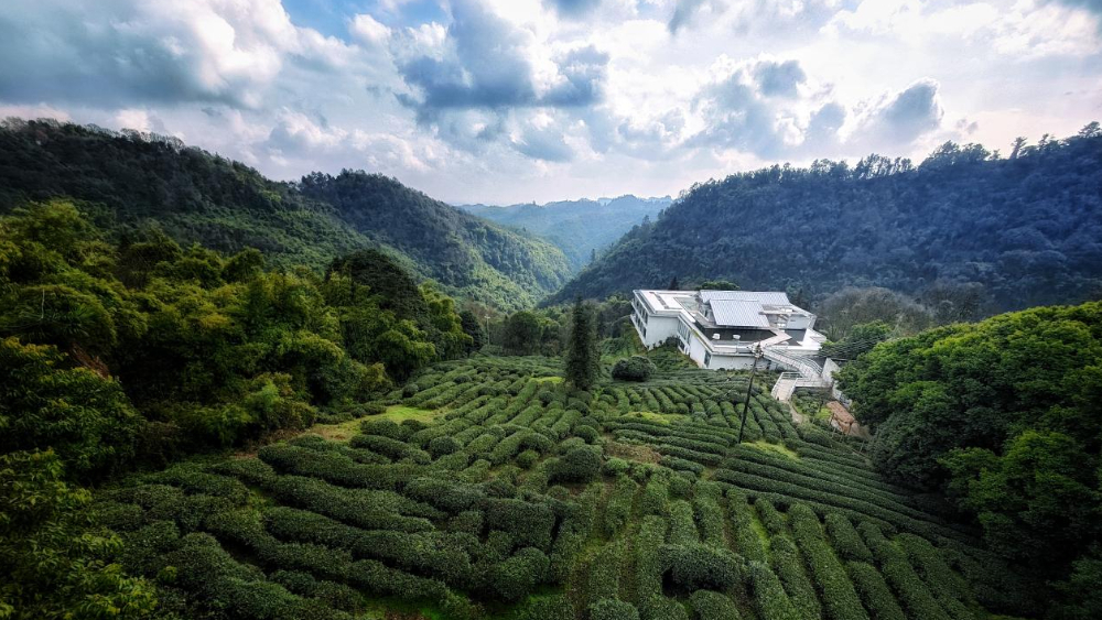 千年古树吐新芽，有机茶香绕花楸：邛崃花楸山“茶树王”下的产业振兴新篇