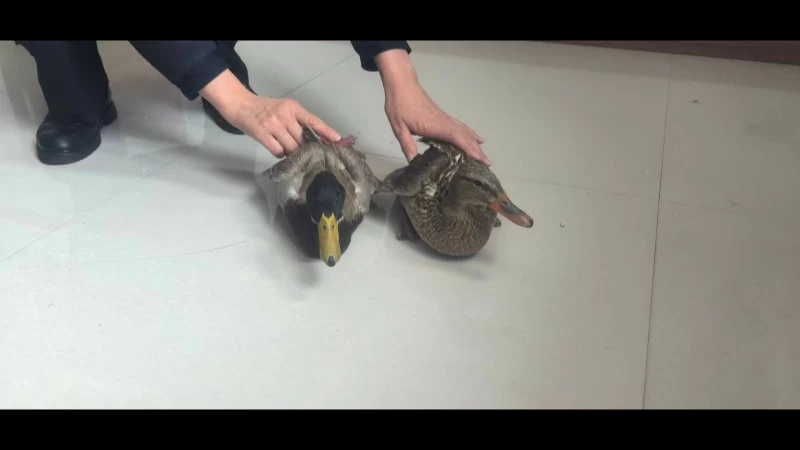 新疆新源公安成功破获一起非法狩猎案