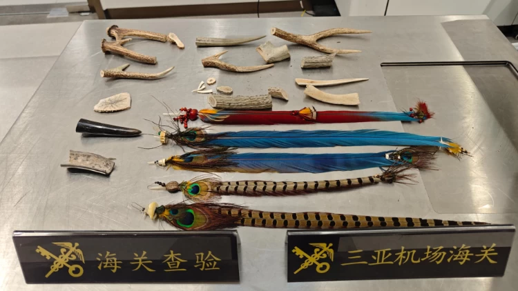 禁止非法携带！三亚机场海关查获多件保护野生动物制品