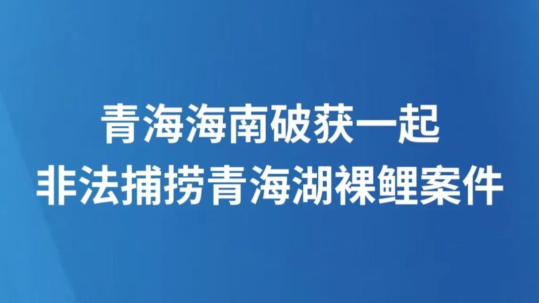 青海海南破获一起非法捕捞青海湖裸鲤案件