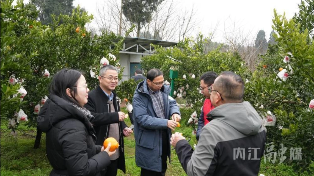 决不能让果农心酸！今天，一群“特殊客”走进了“免费摘橘园”