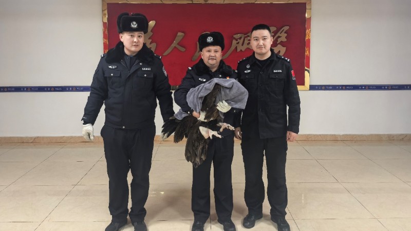 阿热勒边境派出所成功救助国家一级保护动物秃鹫