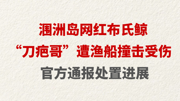 涠洲岛网红布氏鲸“刀疤哥”遭渔船撞击受伤 官方通报处置进展