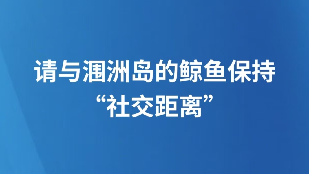 请与涠洲岛的鲸鱼保持“社交距离”