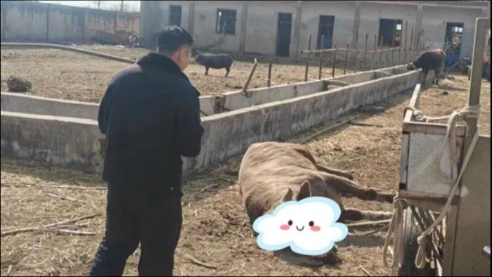一“疯牛”失控发狂 民警果断处置一枪击毙
