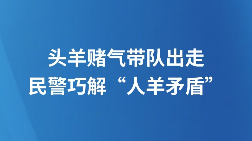 头羊赌气带队出走 民警巧解“人羊矛盾”