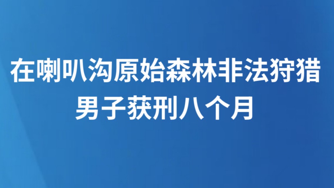 在喇叭沟原始森林非法狩猎，男子获刑八个月