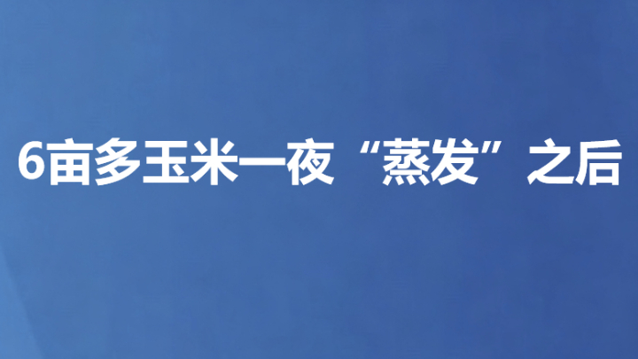 6亩多玉米一夜“蒸发”之后