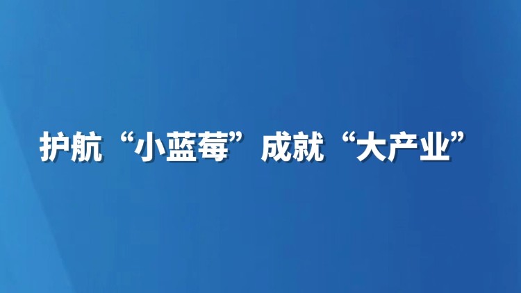 麒麟区：护航“小蓝莓”成就“大产业”