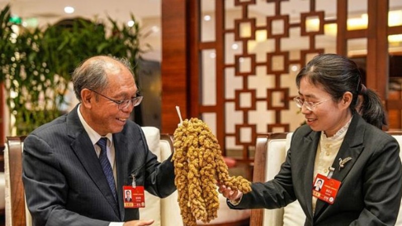 张杂谷19号，“给点儿阳光就灿烂”