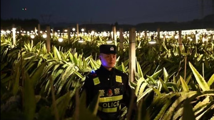 灯海“守夜人”