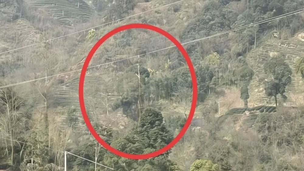 乐山首例！无人机“黑飞”挂碰高压线致区域停电，涉事飞手被行拘
