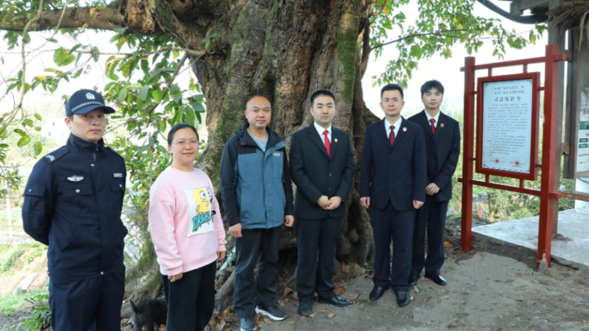 广安市广安区法院：司法保护令｜让百年古树 在法治下常青