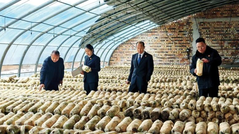 泾源县法官深入菌菇大棚 司法服务护航经济发展