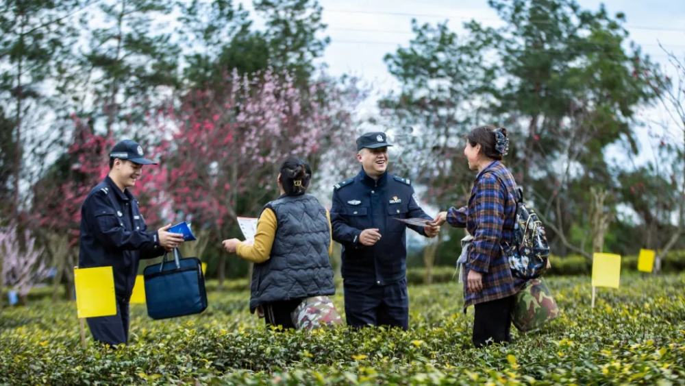 护茶保收 让茶农安心放心