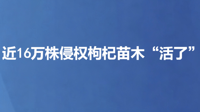 近16万株侵权枸杞苗木“活了”