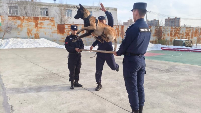 新疆伊宁市公安局：强化警犬练兵 提升协同作战能力