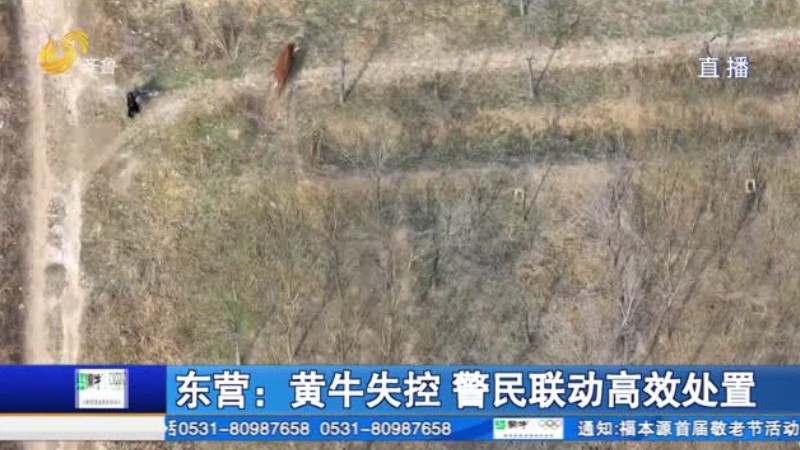 东营：黄牛失控 警民联动高效处置