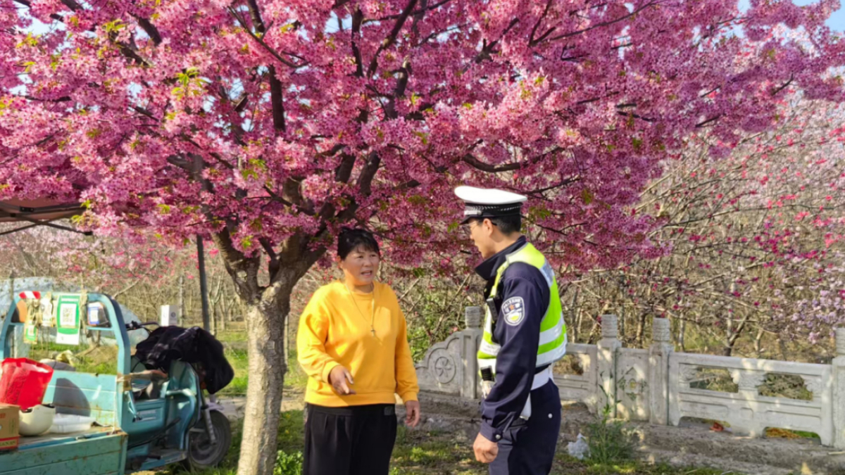 交警走进樱花大道 宣传交通管理办法 护航春日赏花路