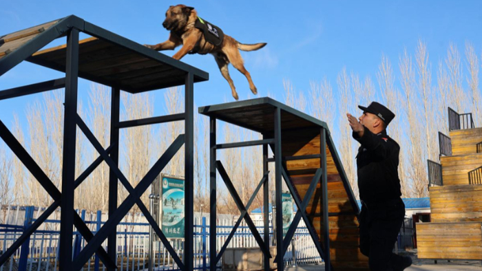 警犬练兵