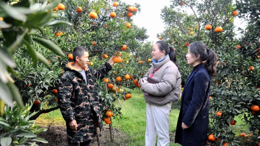 四川眉山彭山区：监督护航 铺就柑橘产业致富路