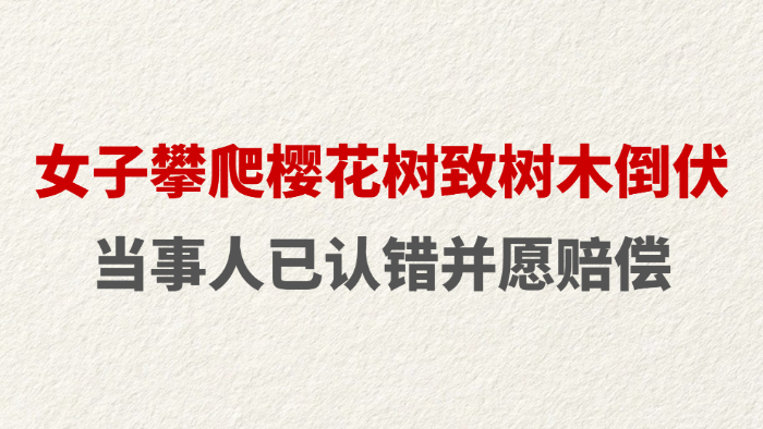 女子攀爬樱花树致树木倒伏 当事人已认错并愿赔偿