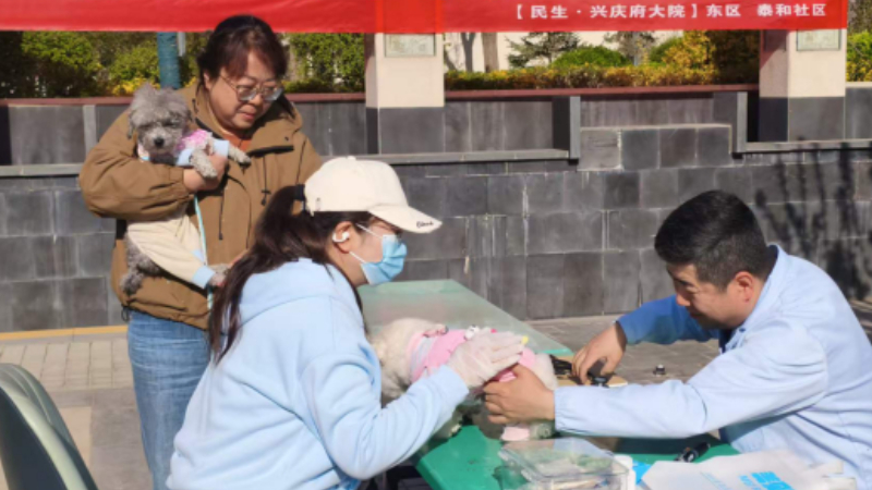 银川市兴庆区泰和社区：依法治犬破顽疾，文明共治促和谐