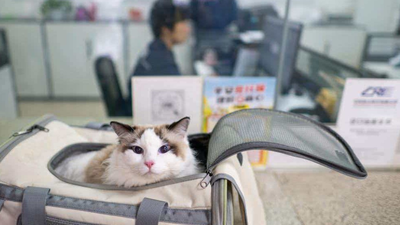“爱宠行”服务护航萌宠旅途