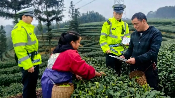 四川峨眉公安进茶园送上“平安礼”