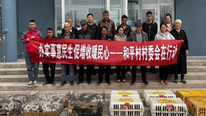 “鸡”遇送到家门口——新疆霍城县人民法院助力村民铺就庭院“致富路”