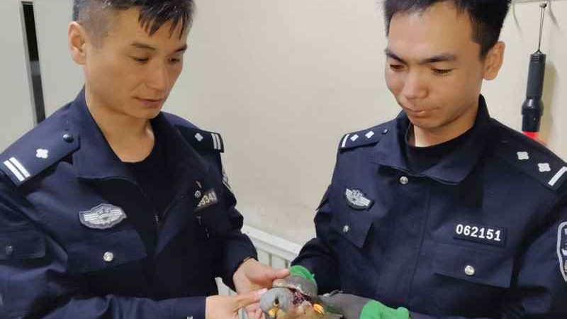 红隼受伤“落难”，新疆霍城县警民携手救助