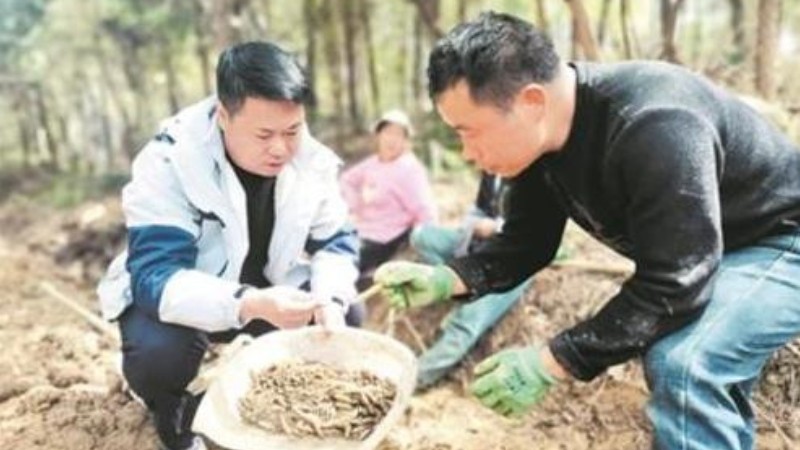 老方子，新日子——记贵州省遵义市政协委员、红花岗区政协常委宋玉
