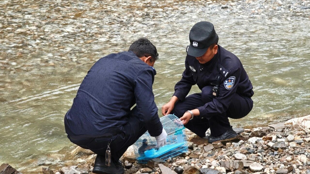 罕见！甘孜州乡城公安暖心救助县域首次现身的国家二级保护动物黑颈鸊鷉