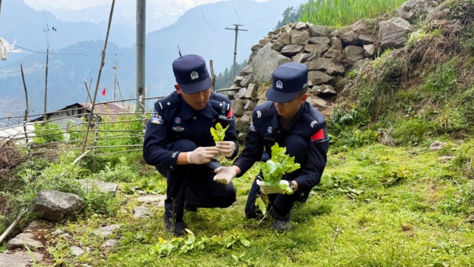 西藏定结：18株野生罂粟落网！陈塘边境派出所“地毯式扫毒”护净土