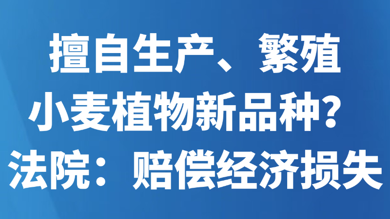 擅自生产、繁殖小麦植物新品种？法院：赔偿经济损失