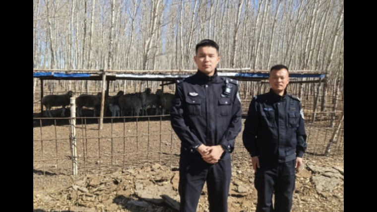 羊群"分家"急坏村民 吉林扶余公安民警寻回化解 "乌龙"