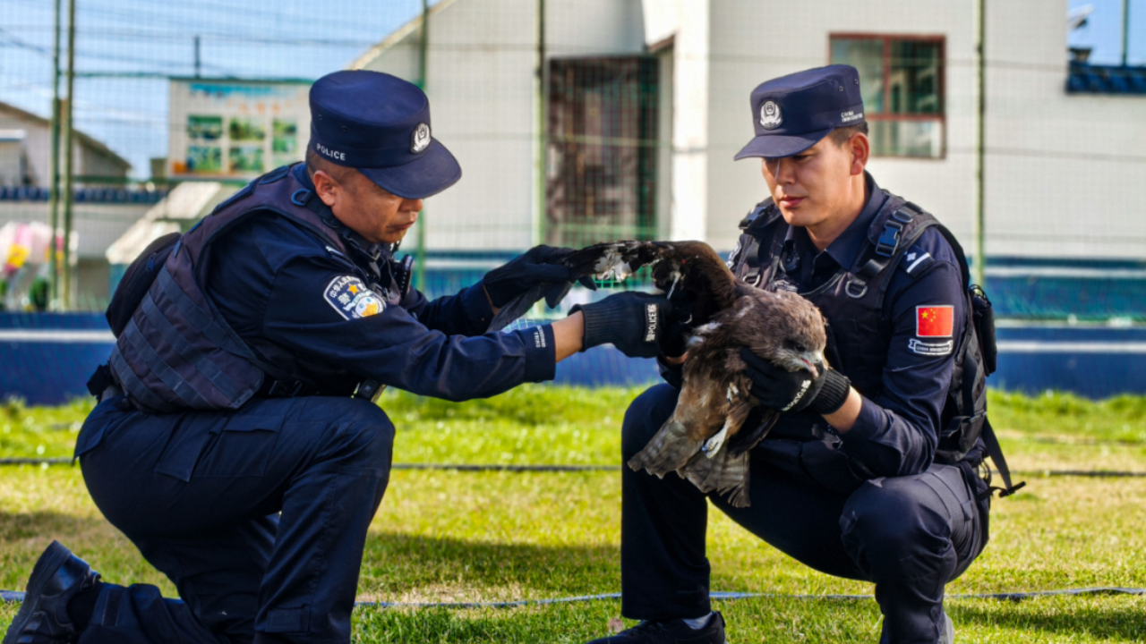 移民管理警察成功救助国家二级保护动物黑鸢