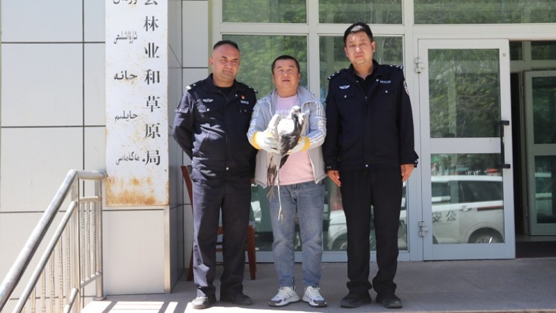 新疆尼勒克县公安局救助一只国家二级保护野生动物蓑羽鹤